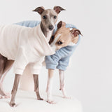 caption_Italian Greyhound 11.5lbs / 5kg in S