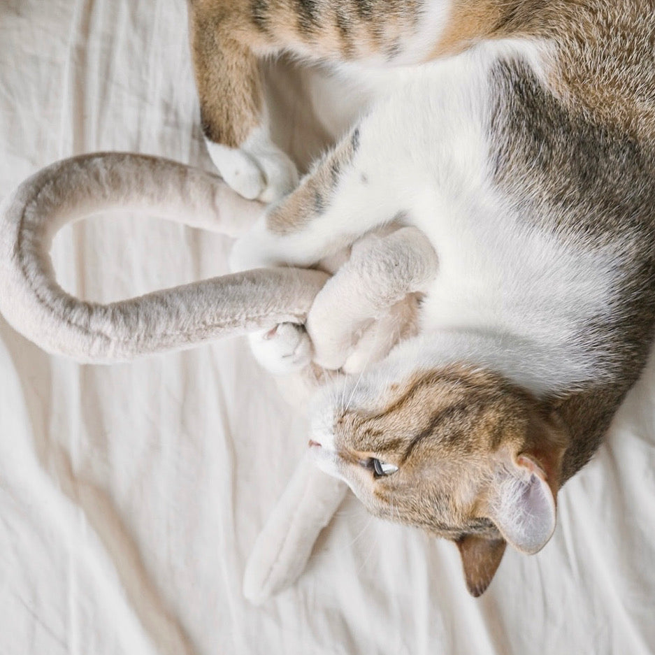 Playful tabby cat bats at a long, plush toy on a cream-colored bed. 
