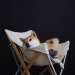 A Shiba Inu dog relaxes in a white canvas camping chair, gazing thoughtfully into the distance. 
