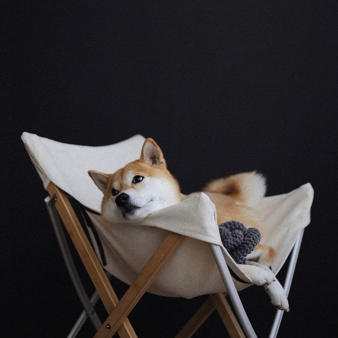 A Shiba Inu dog relaxes in a white canvas camping chair, gazing thoughtfully into the distance. 
