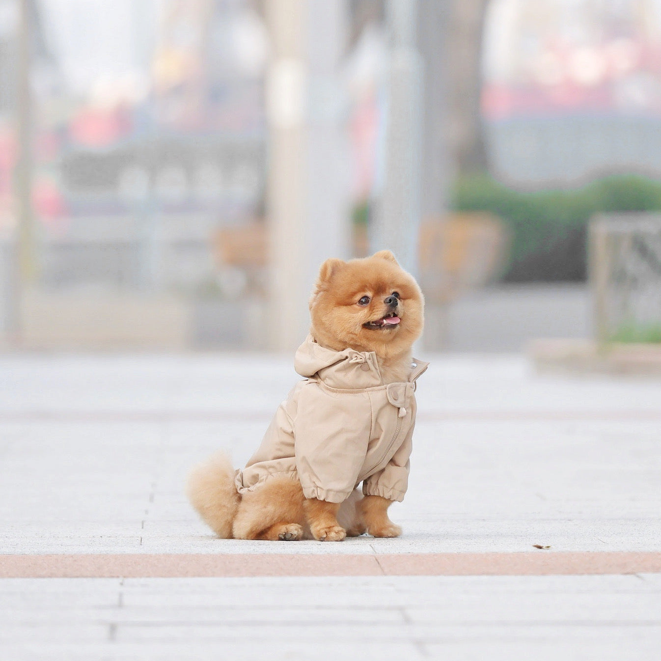 caption_Pomeranian 5.5lbs/ 2.5kg in XS