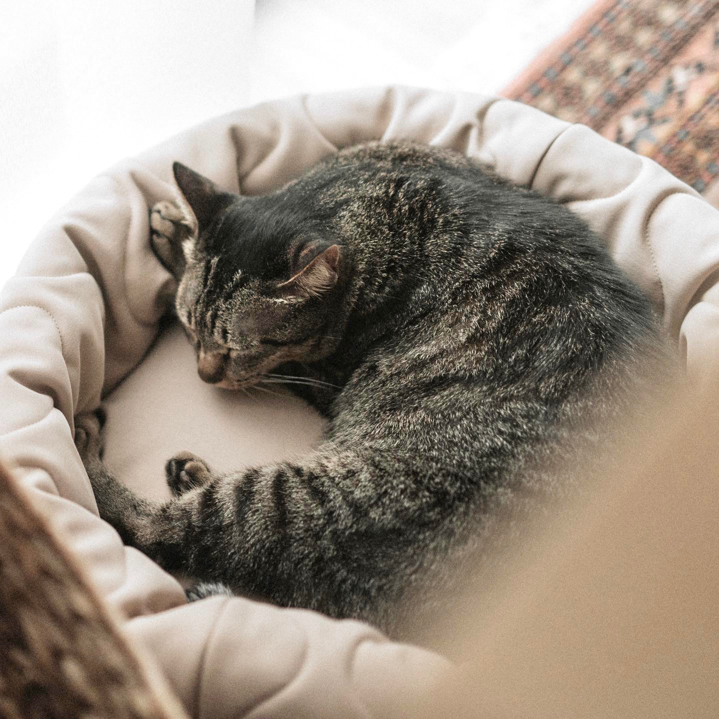 TAART - Lambwolf Collective