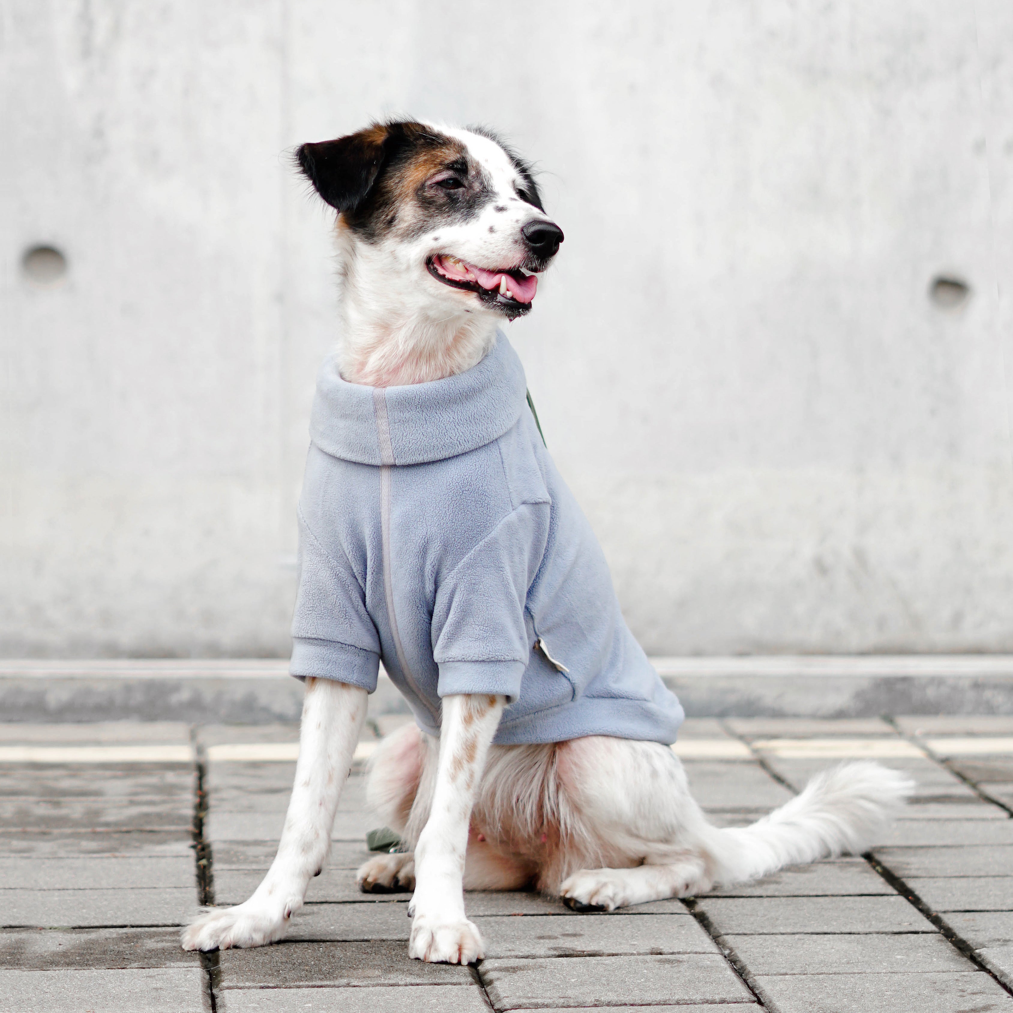 Polar dog clothes Dog apparel dog outfit dog coat in blue 