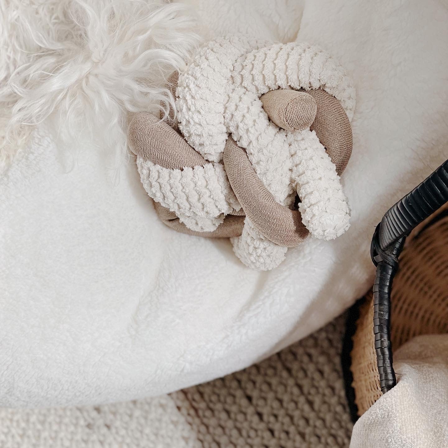 Fluffy white dog rests its chin on a soft, knotted, beige dog toy. 
