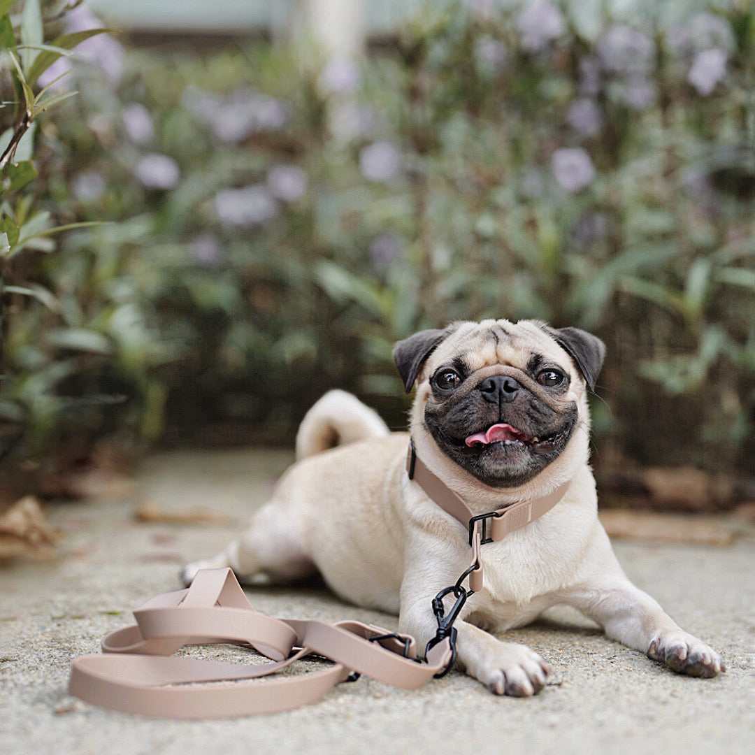 Happy pug smiles with tongue out while wearing a beige collar and leash. 
