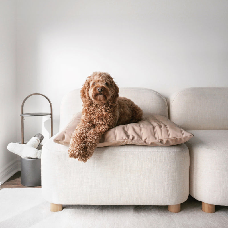Maatin Dog bed waterproof low rise dog bed cover convertible dog bed
