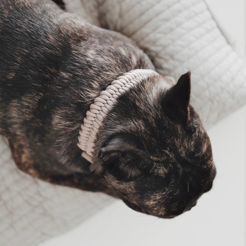 Adjustable handwoven braid dog Collar 