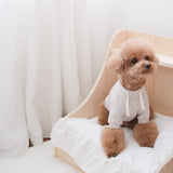 caption_TOY POODLE 7lbs/ 3kg in M