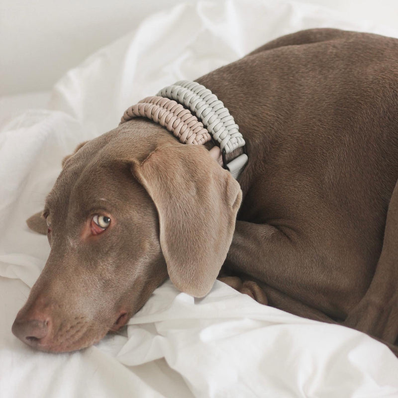 Adjustable handwoven braid dog Collar 