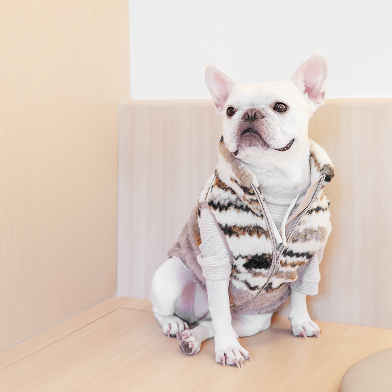 caption_Frenchie 24lbs/ 11kg in XL