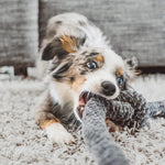 Playful Australian Shepherd puppy bites a plush rope toy on a soft rug. 
