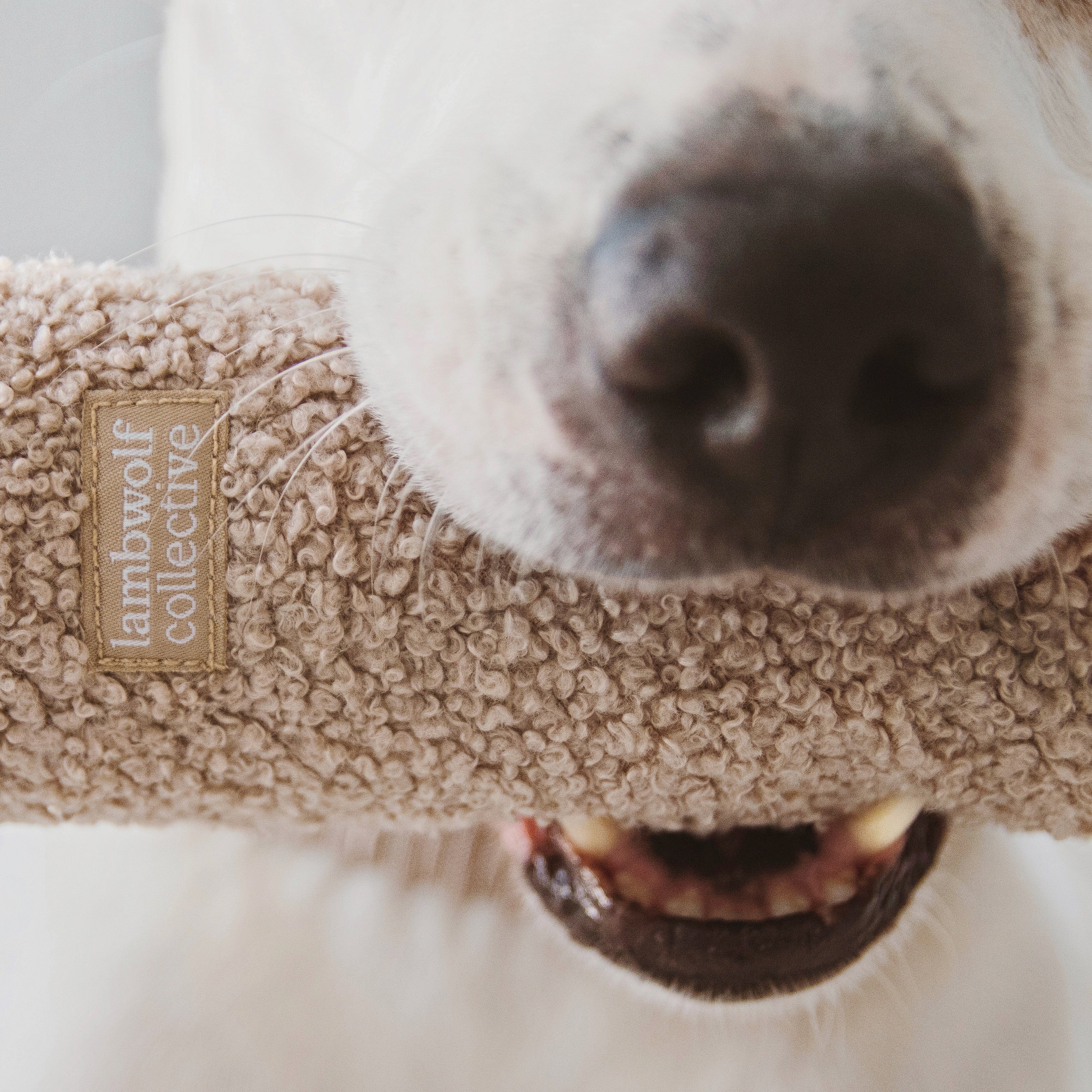 O NOU - Lambwolf Collective