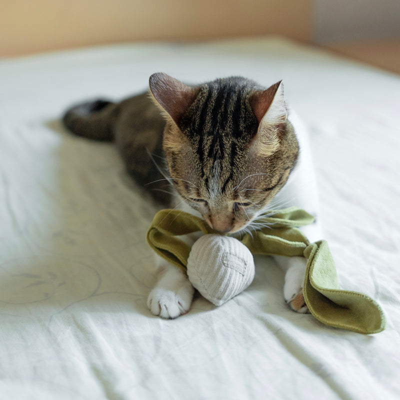 Cat toy under online blanket