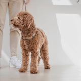 OTTO - Lambwolf Collective