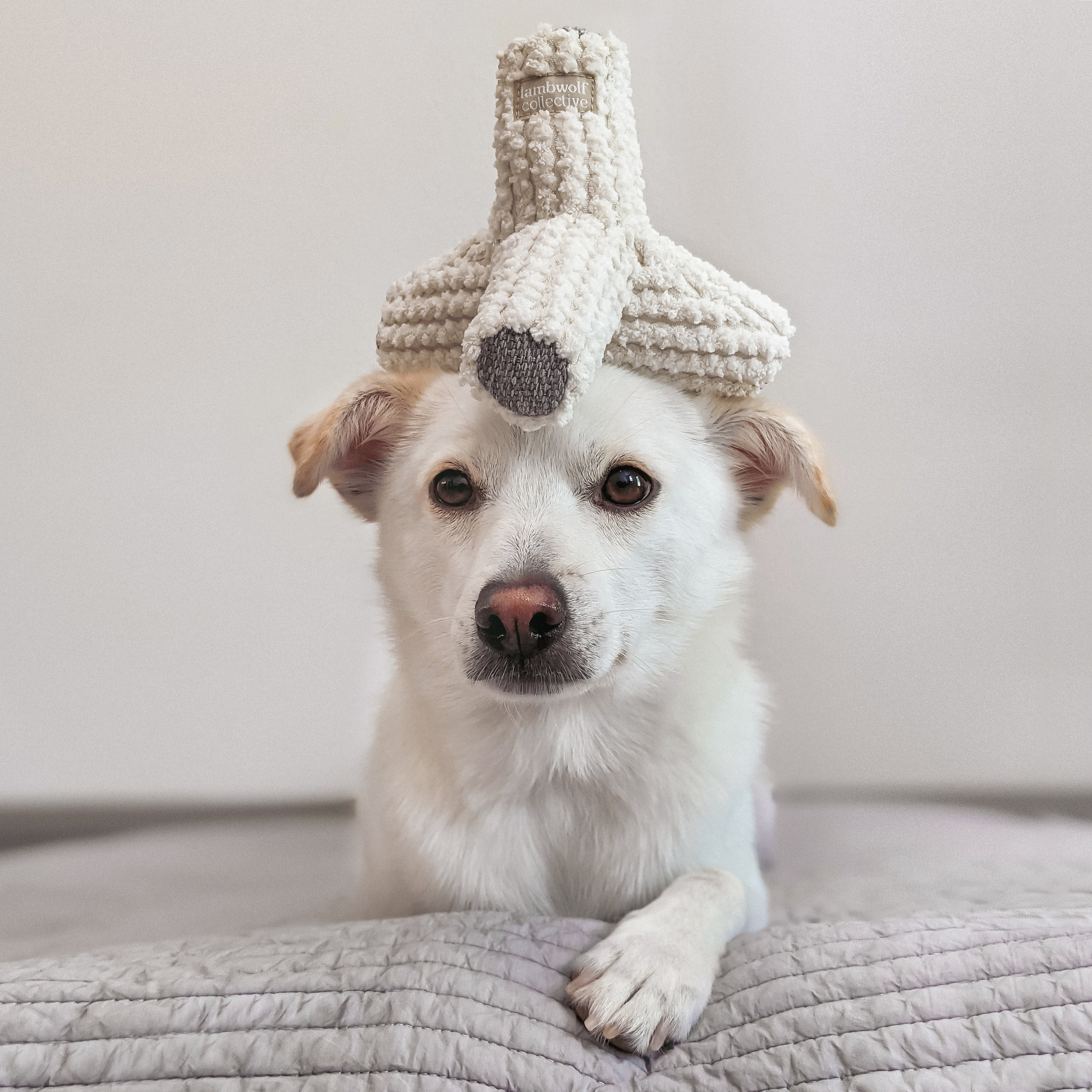 White dog balances a fluffy, gray and white airplane toy on its head.  
