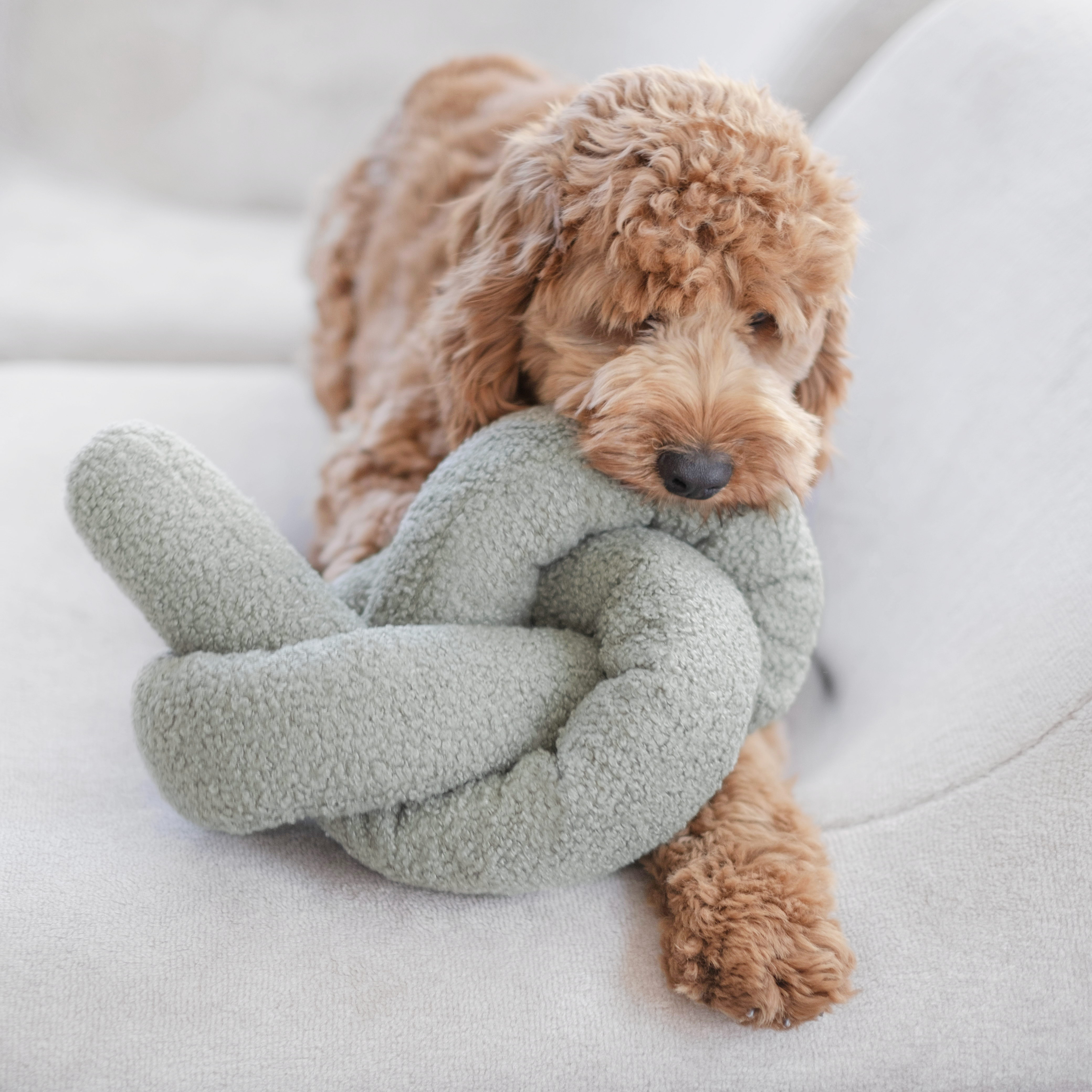 Fluffy brown dog chews on a knotted green dog toy while relaxing on a white couch. 
