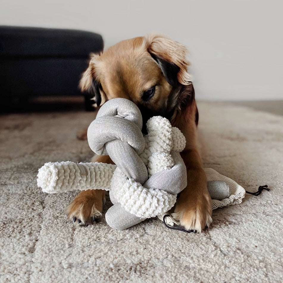 Brown and white dog chews on a knotted rope bone toy. 
