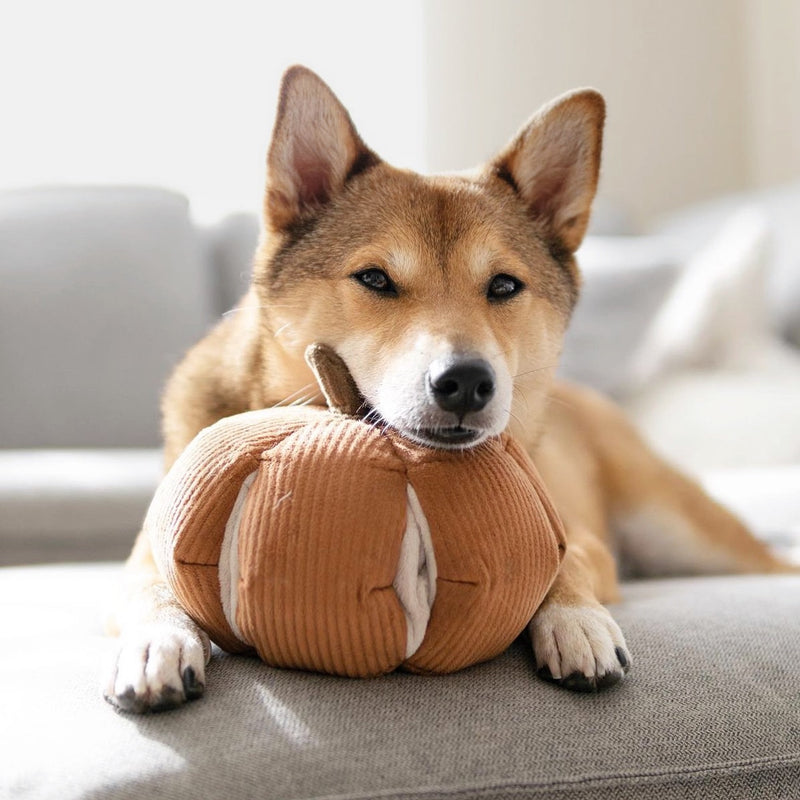 8 Enrichment Toys for Dogs