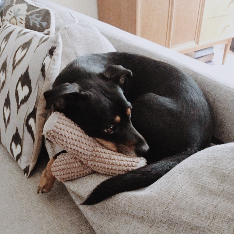Small black dog curls up on a gray couch with its head resting on a pink blanket. 
