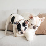 O BREUER - Lambwolf Collective