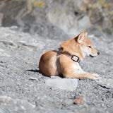 OTTO - Lambwolf Collective