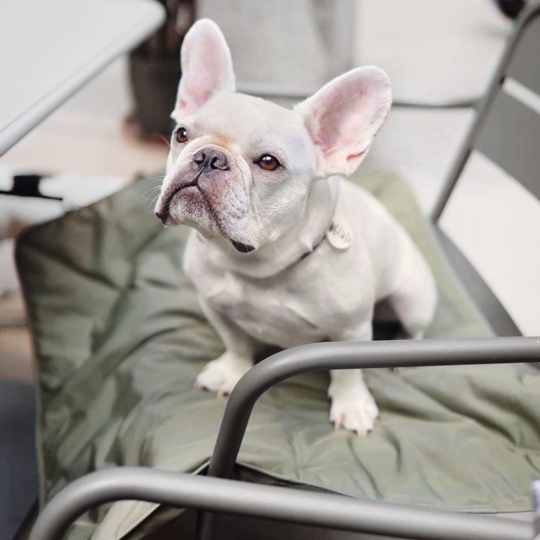 White French Bulldog sits on a green chair, looking slightly upward. 
