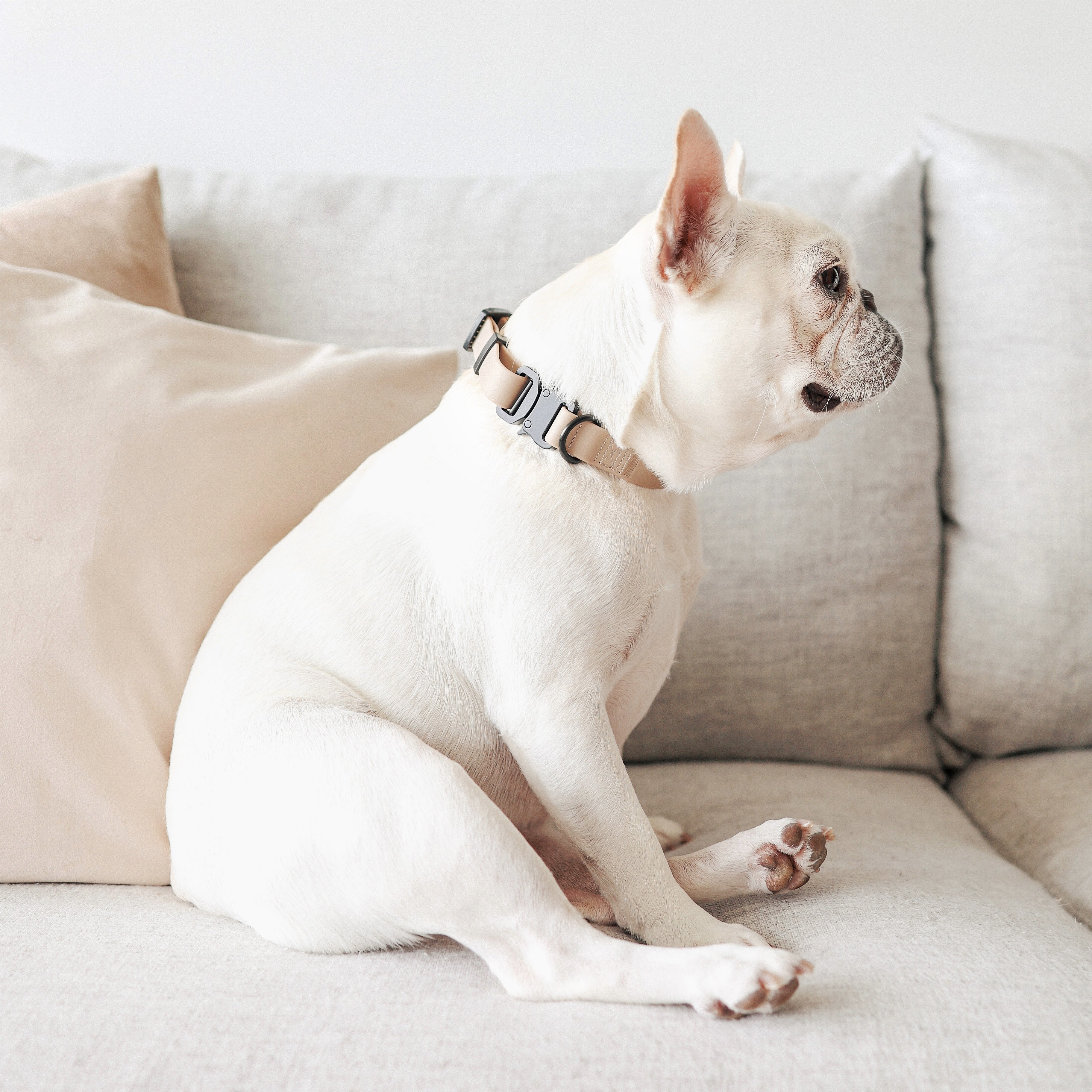 AVA - Lambwolf Collective