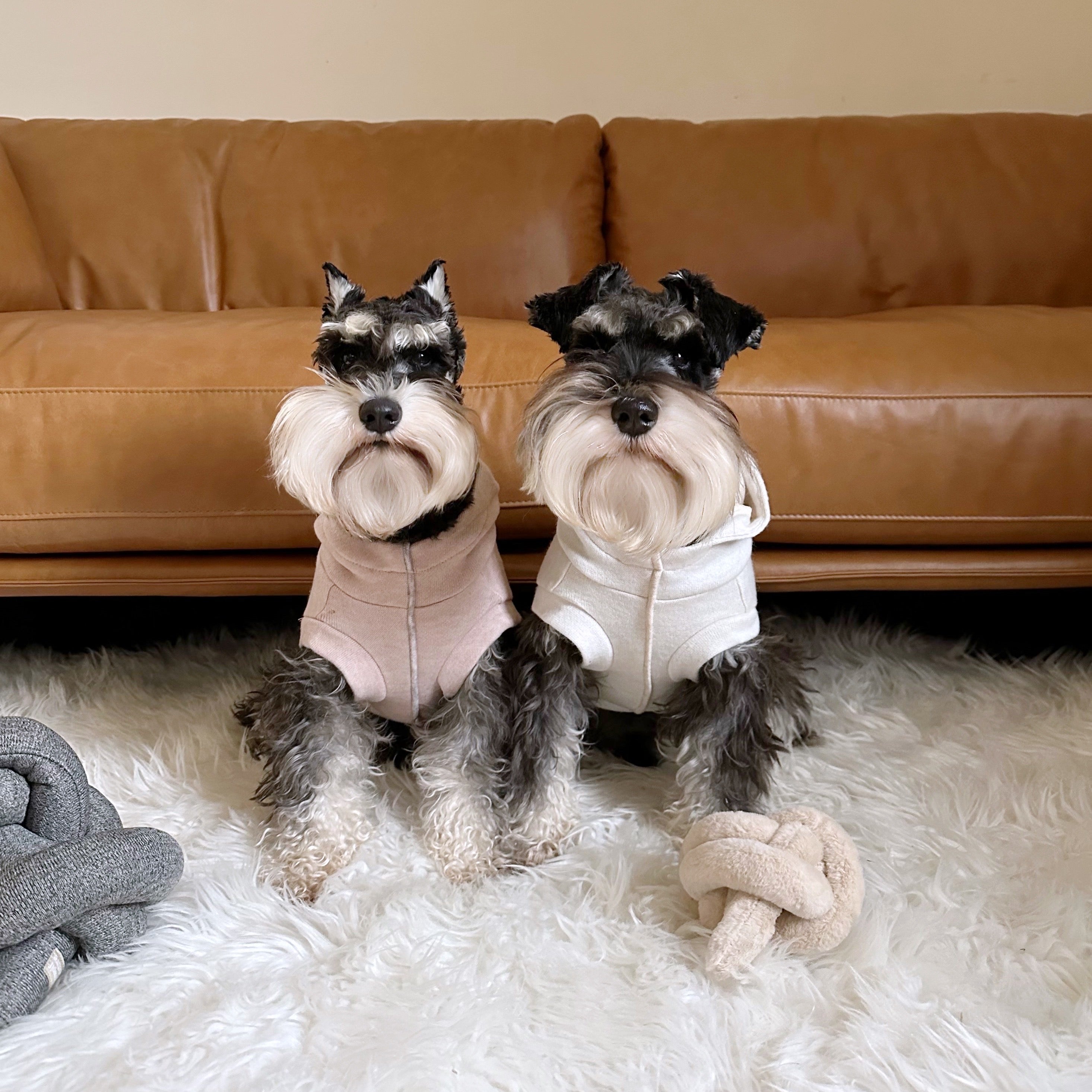 caption_Miniature Schnauzer 15lbs/6.8kg  in S
