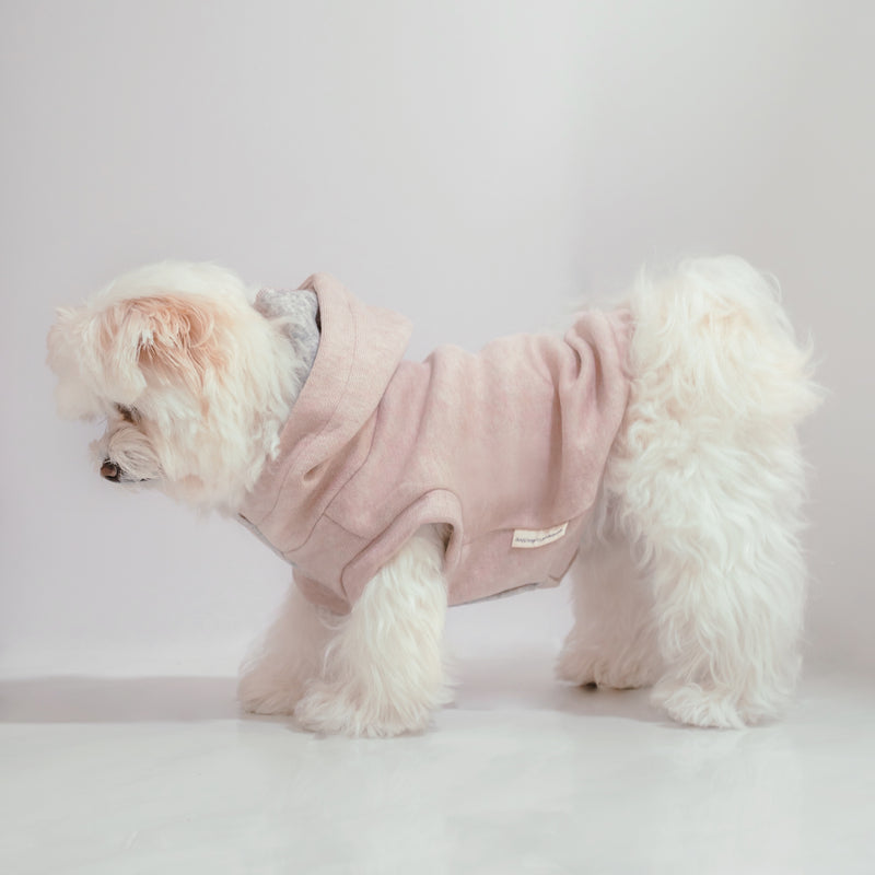 caption_Maltipom 8lbs / 3.6kg in M