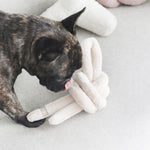A brindle French Bulldog licks a knotted, plush toy on a white couch. 

