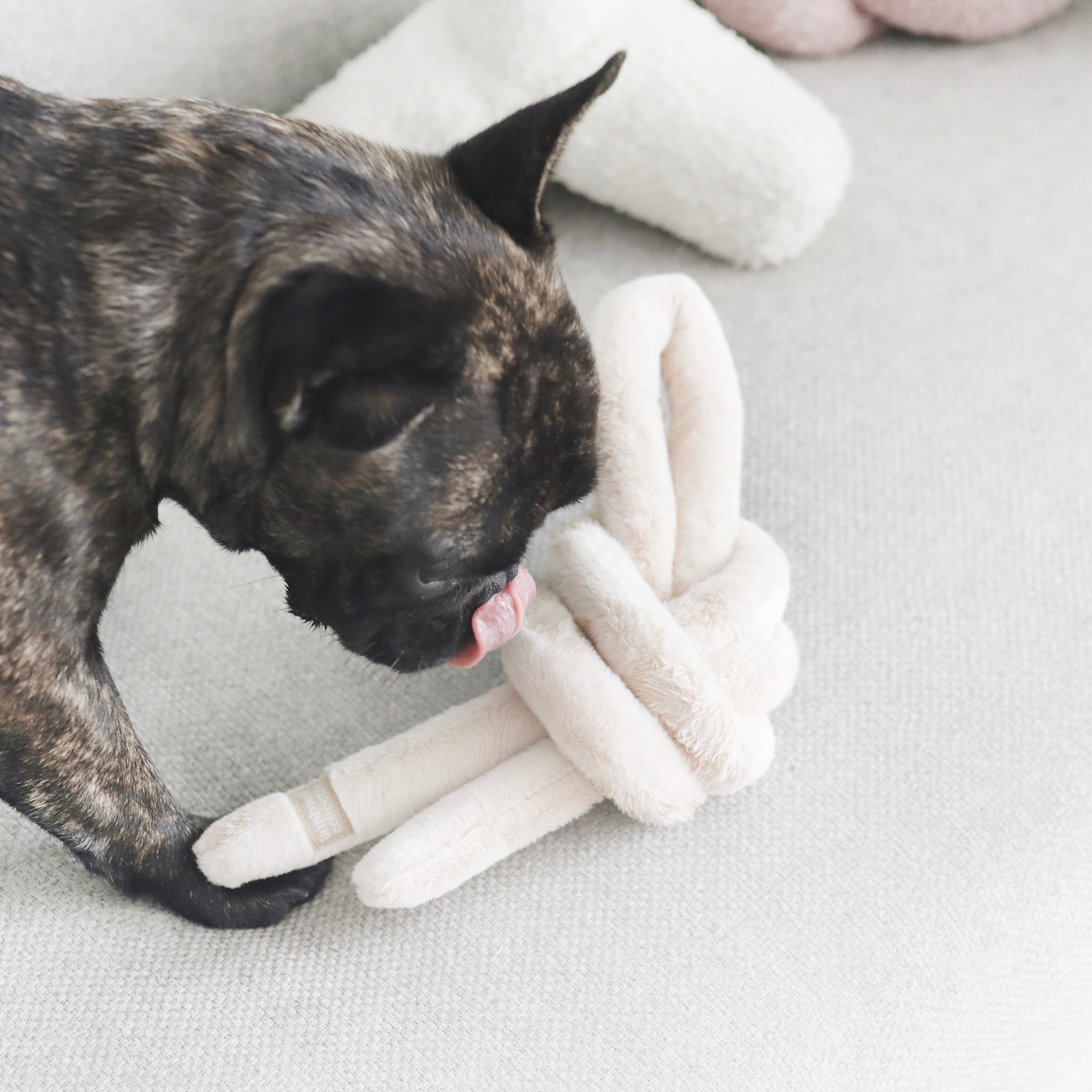 A brindle French Bulldog licks a knotted, plush toy on a white couch. 
