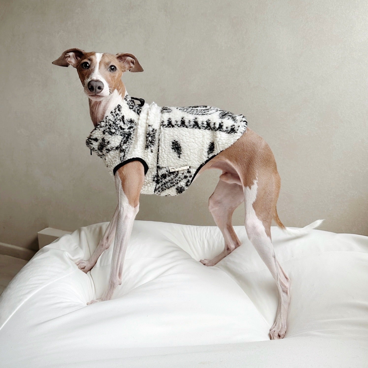 caption_Italian Greyhound 13lbs / 6kg in S