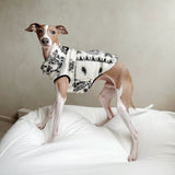 caption_Italian Greyhound 13lbs / 6kg in S