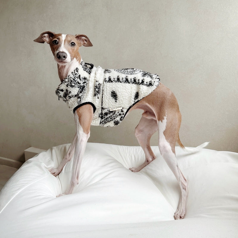 caption_Italian Greyhound 13lbs / 6kg in S