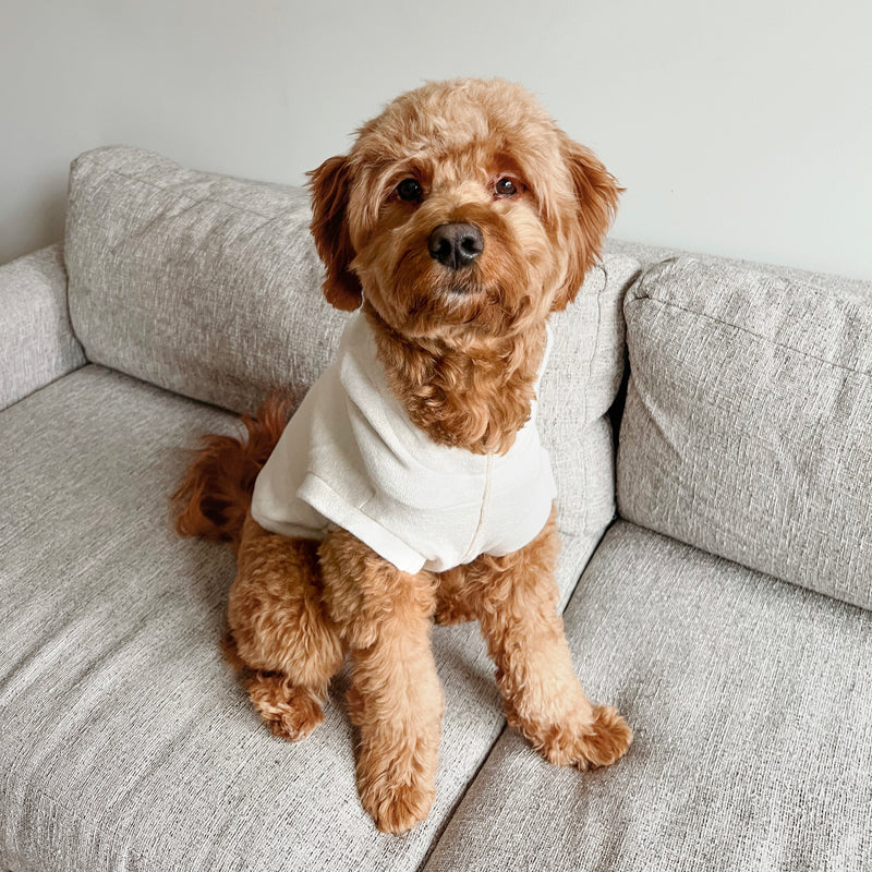 caption_Mini Goldendoodle 21lbs / 9.5kg in L