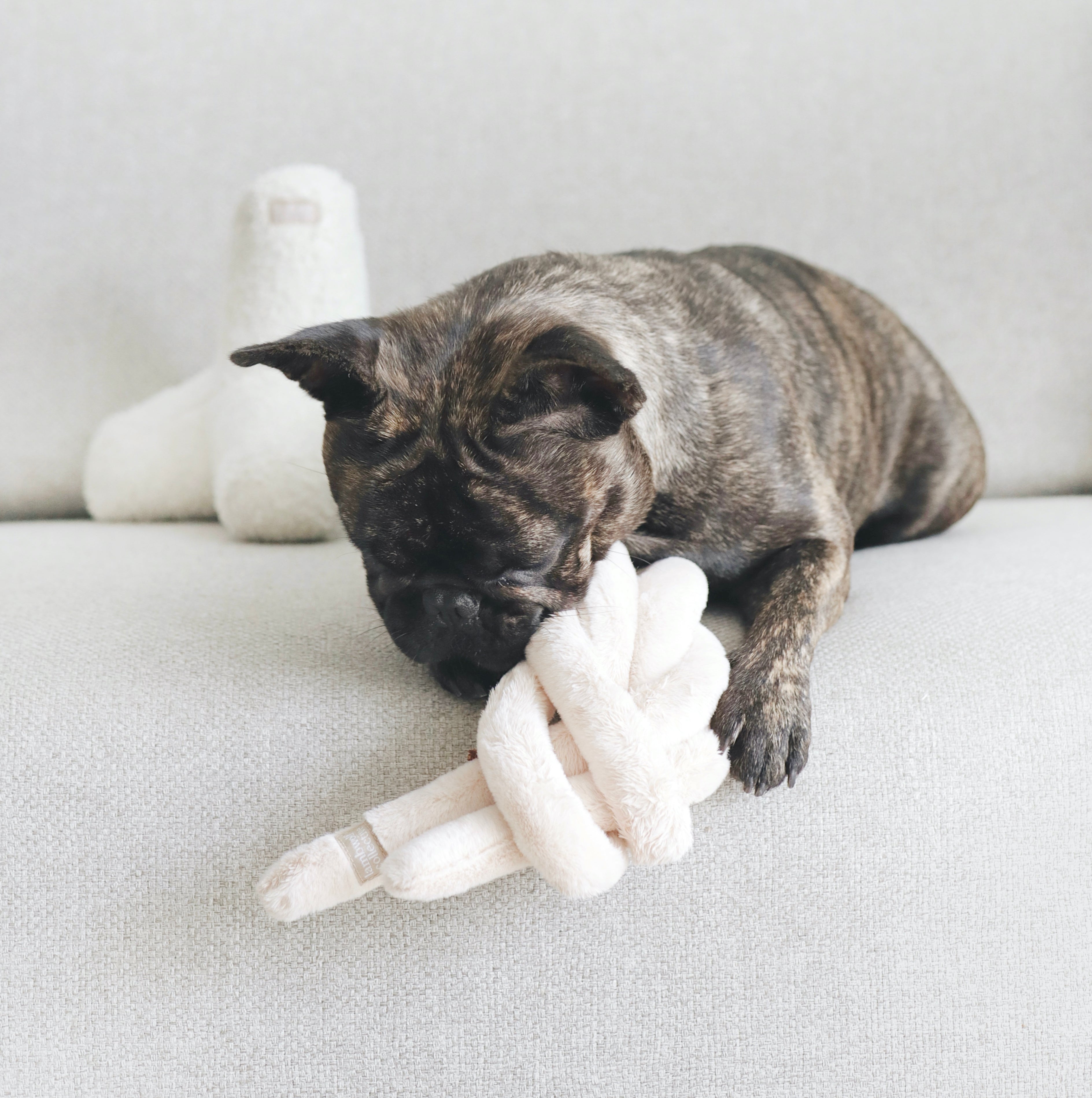 A brindle French Bulldog chews on a soft, knotted plush toy while relaxing on a light grey couch. 

