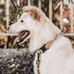 AVA - Lambwolf Collective