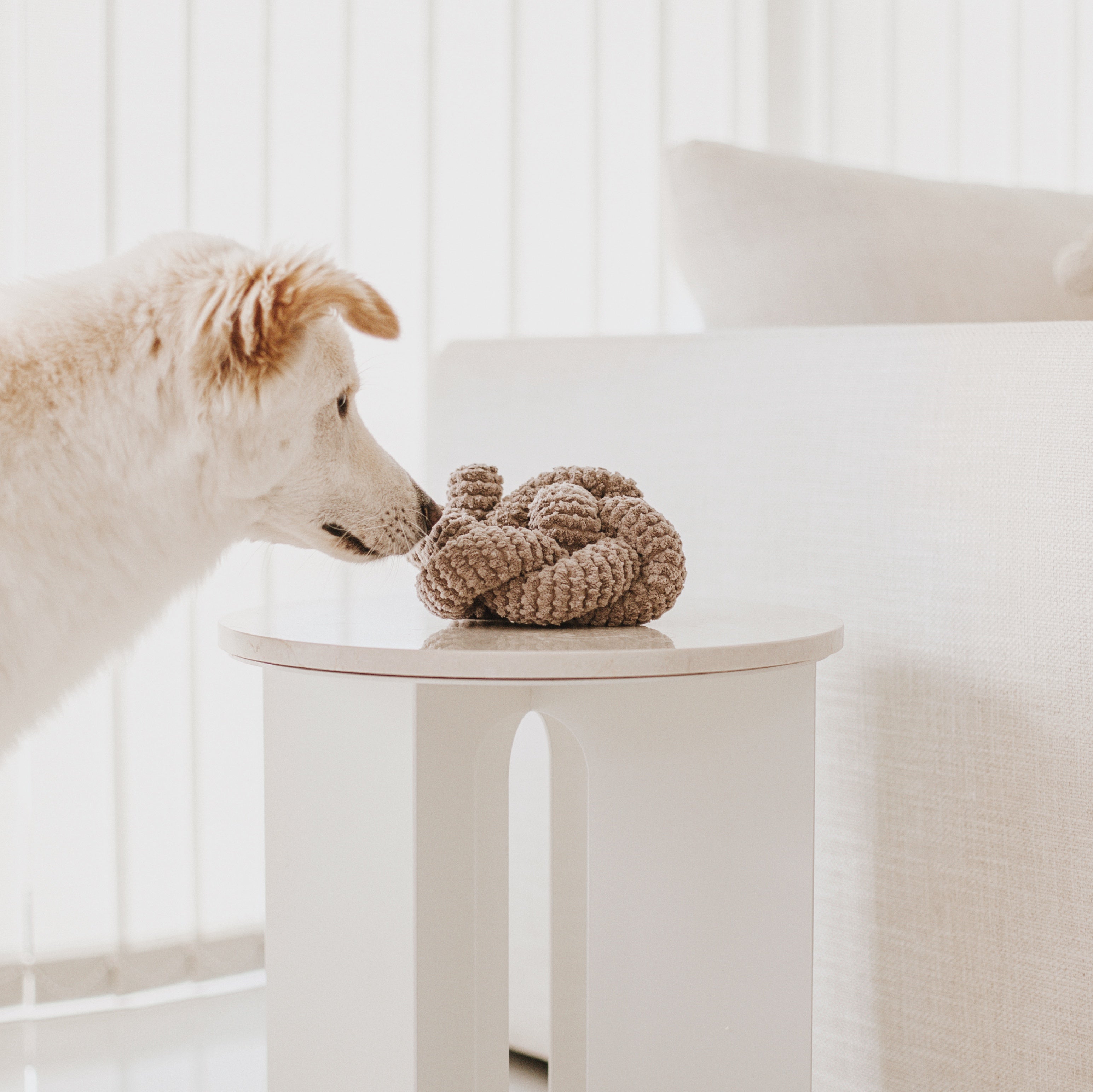 White dog sniffs a knotted, brown dog toy on a white table. 
