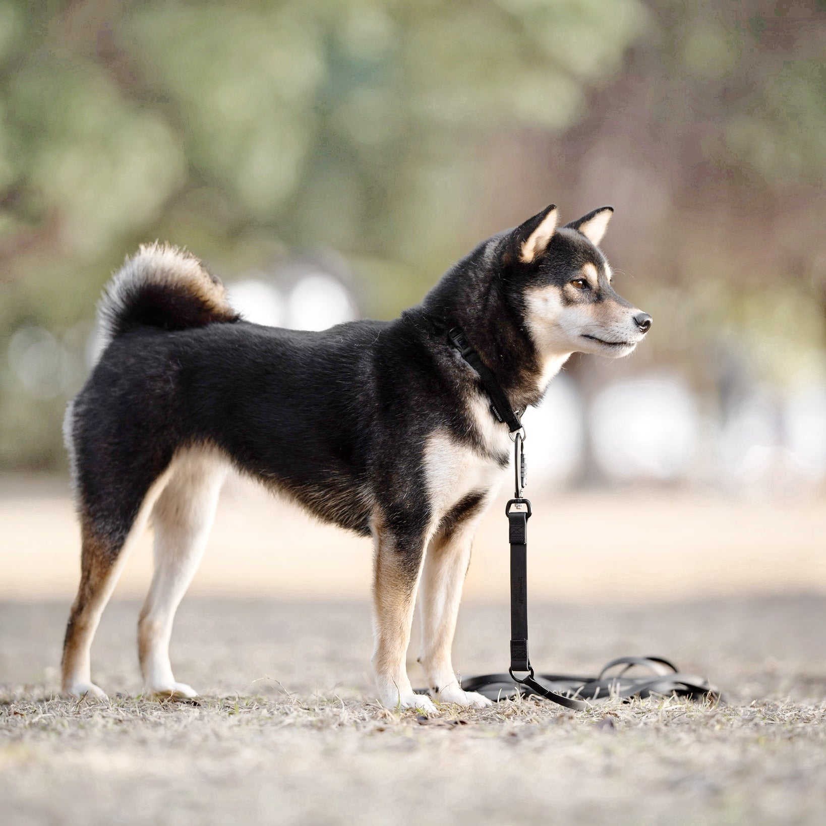 Black and tan Shiba Inu stands on leash in park. 
