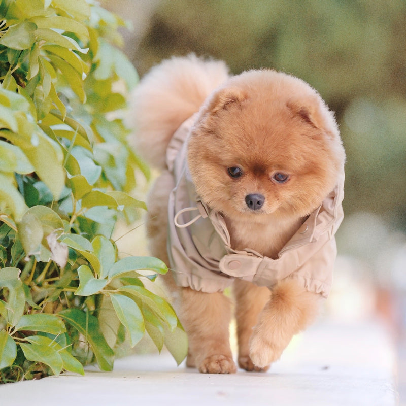 Raincoat for pomeranian sale