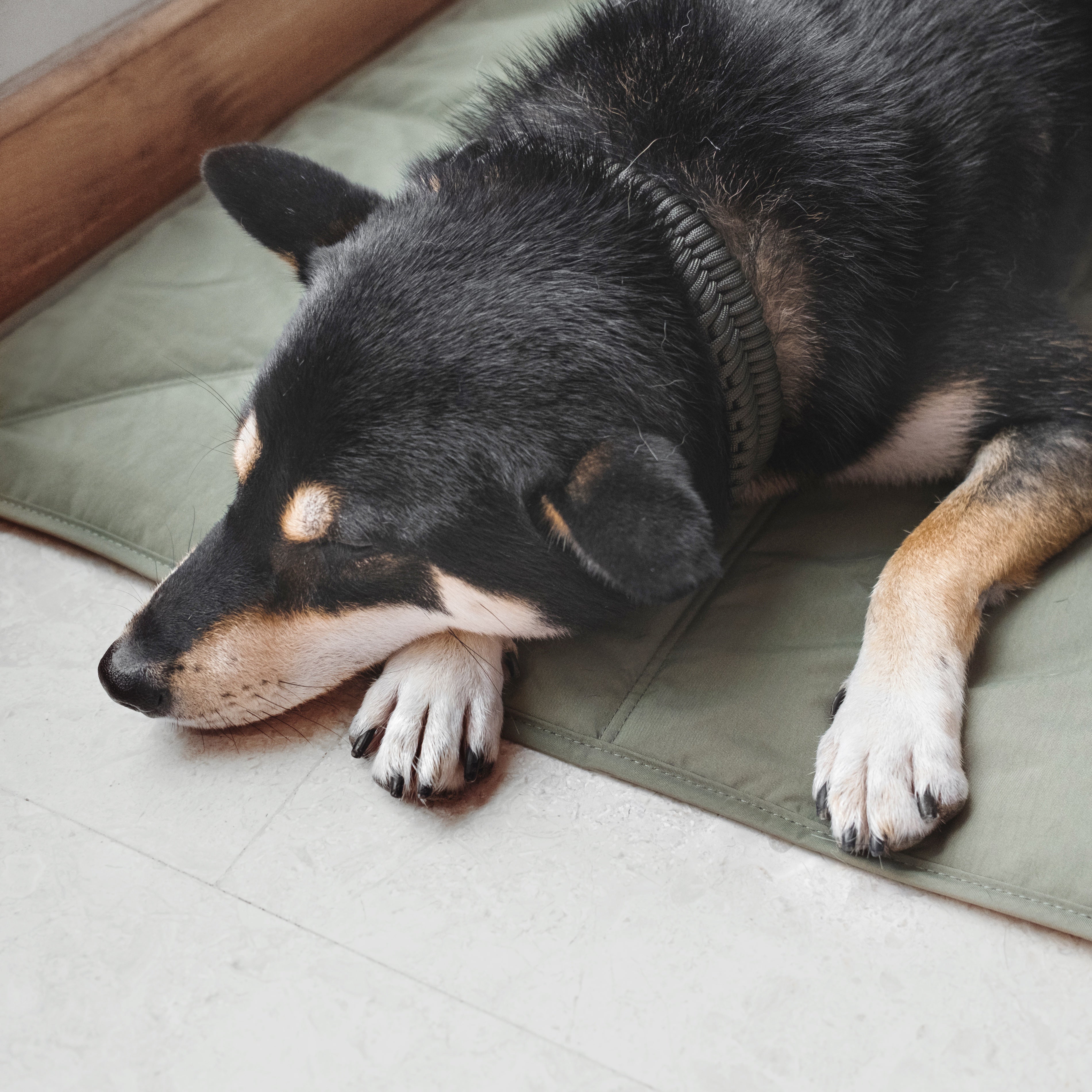 A black and tan Shiba Inu dog rests its head on a green dog bed. 
