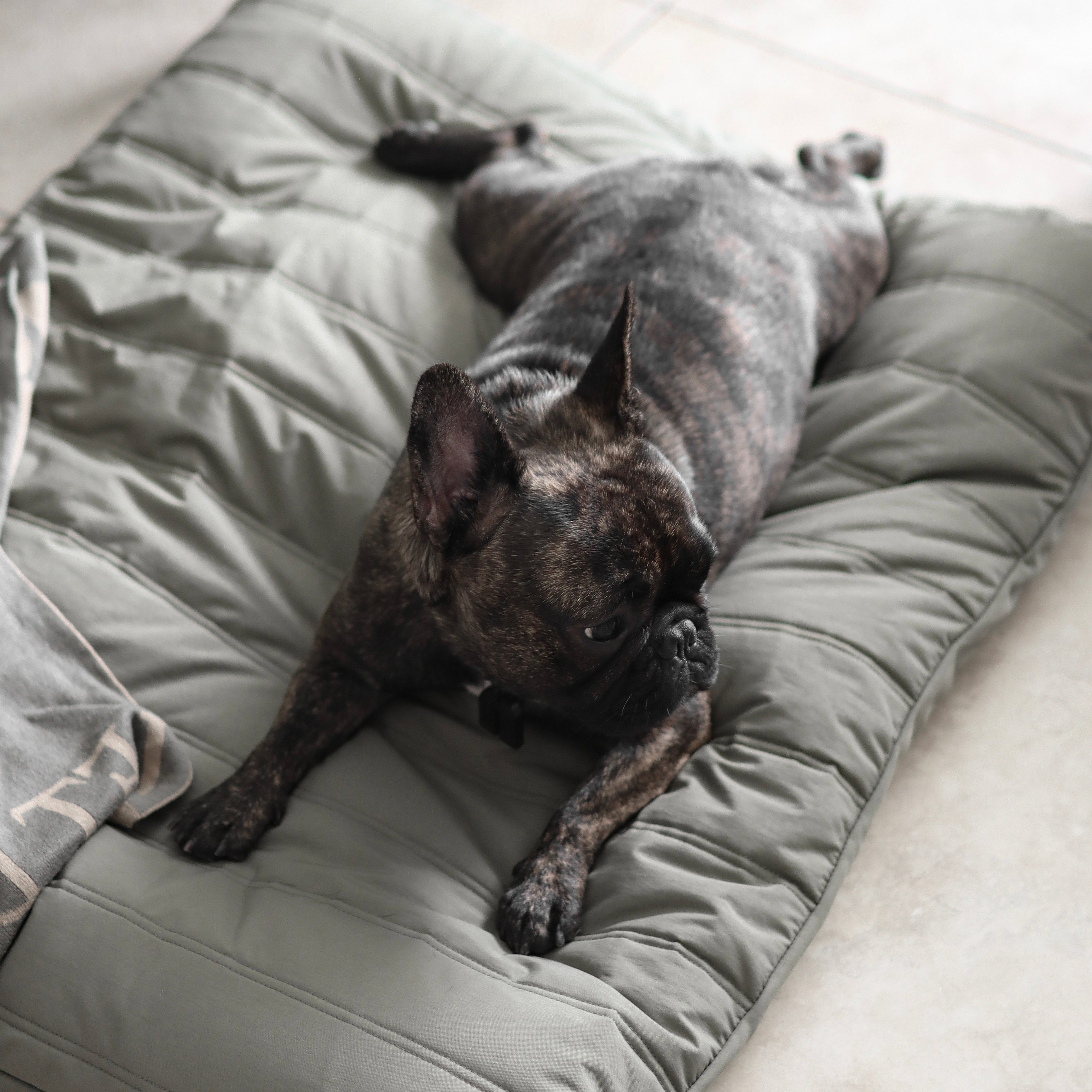 Maatin Dog bed waterproof low rise dog bed convertible dog bed