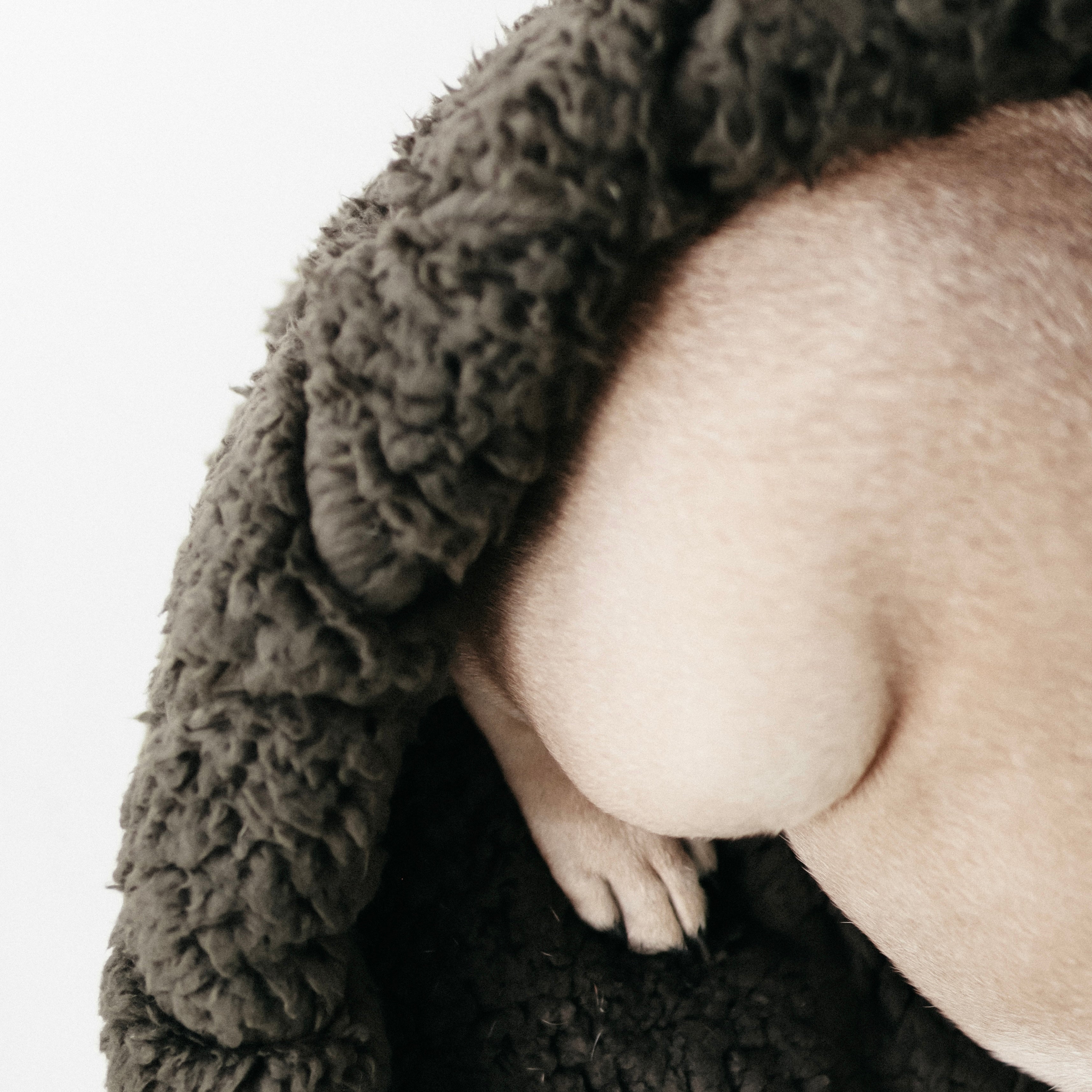 TAART - Lambwolf Collective