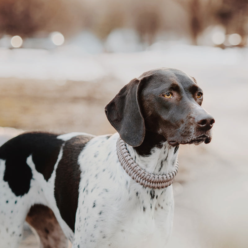 Adjustable handwoven braid dog Collar 
