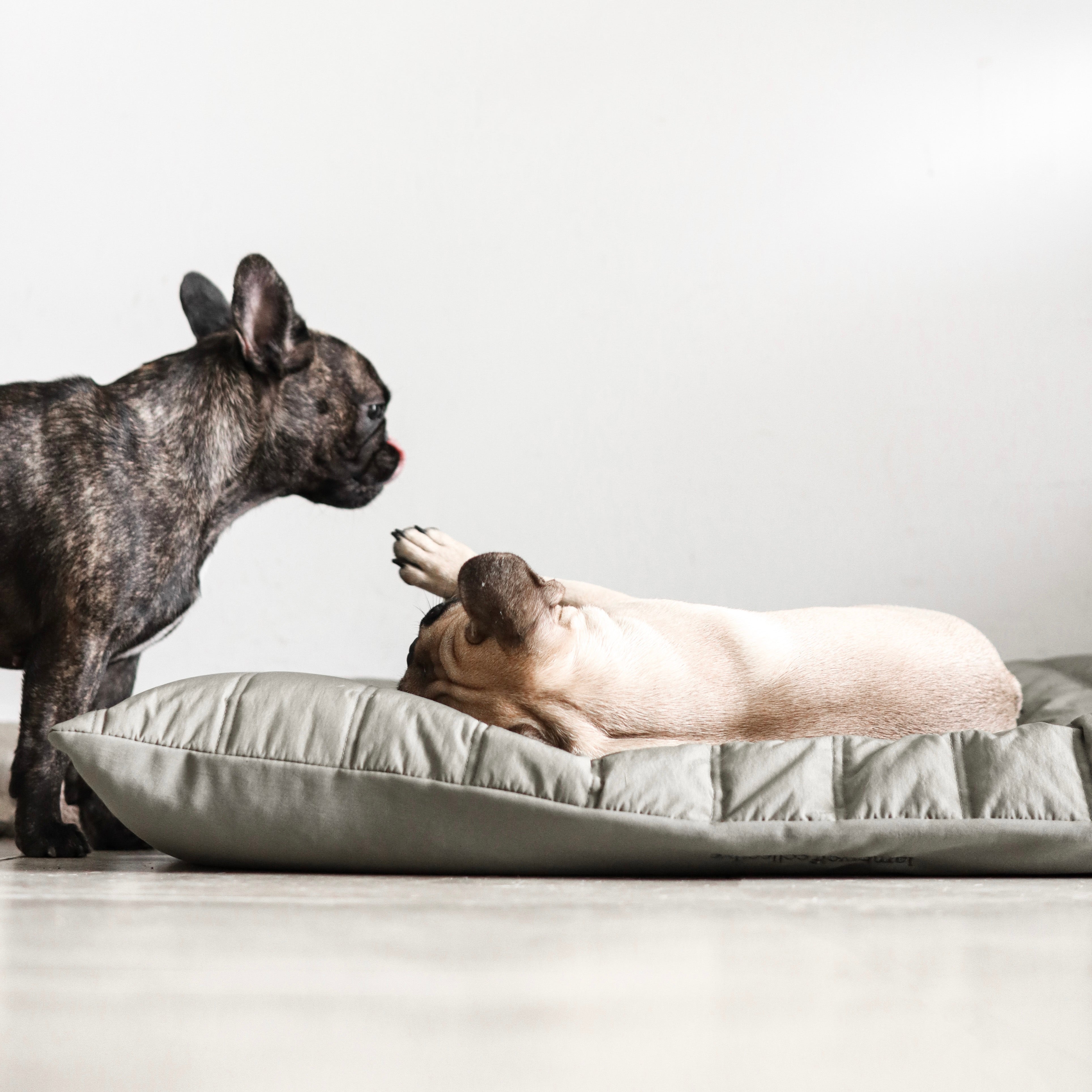 Maatin Dog bed waterproof low rise dog bed convertible dog bed