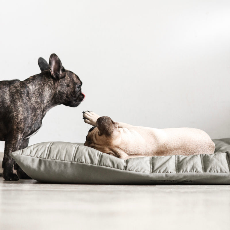 Maatin Dog bed waterproof low rise dog bed convertible dog bed