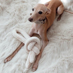 An Italian Greyhound puppy with a beige rope collar rests on a fluffy white rug with a knotted plush toy. 
