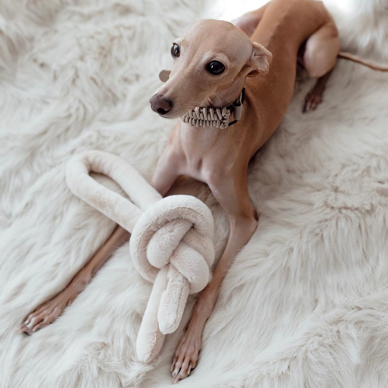 An Italian Greyhound puppy with a beige rope collar rests on a fluffy white rug with a knotted plush toy. 
