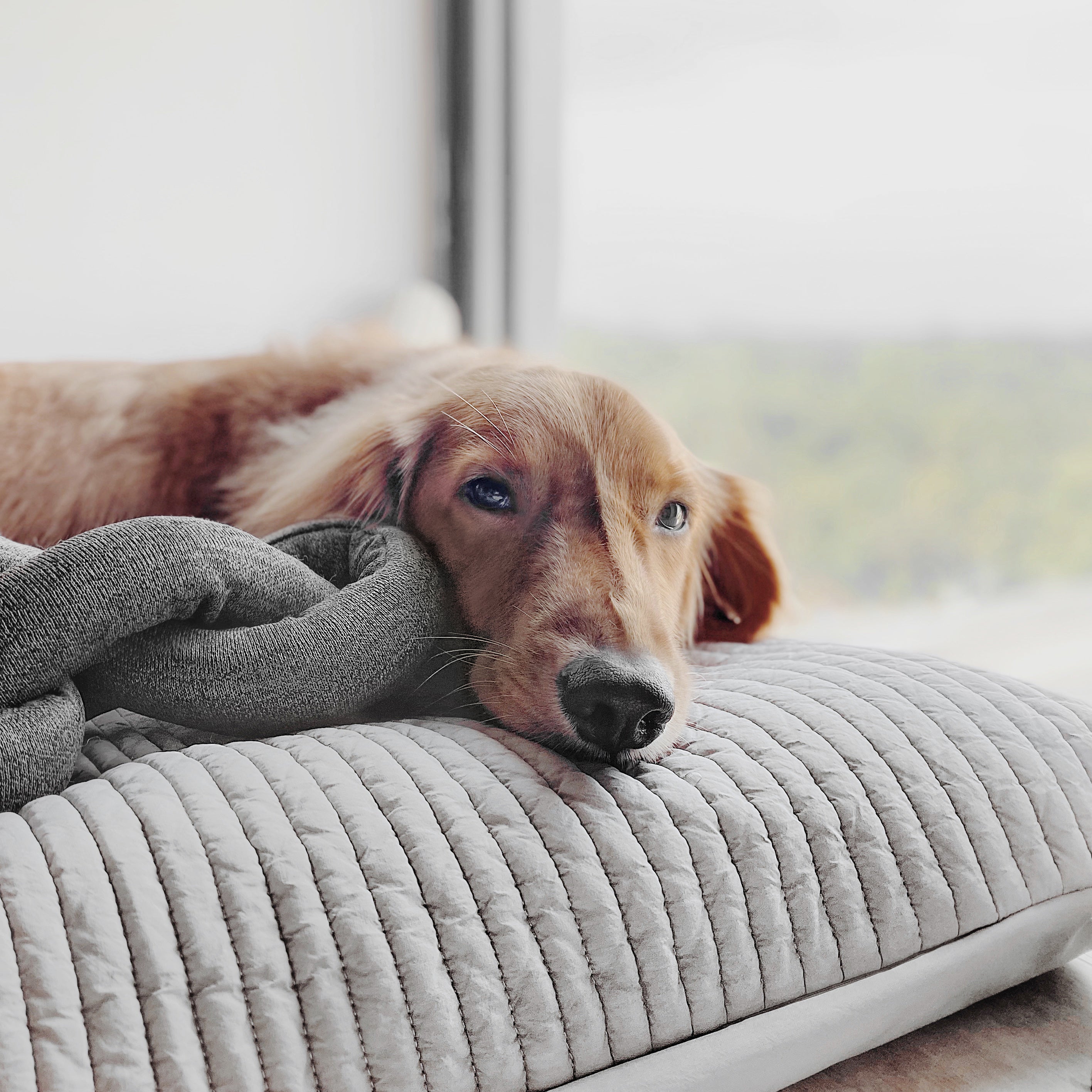 NOU® - Lambwolf Collective