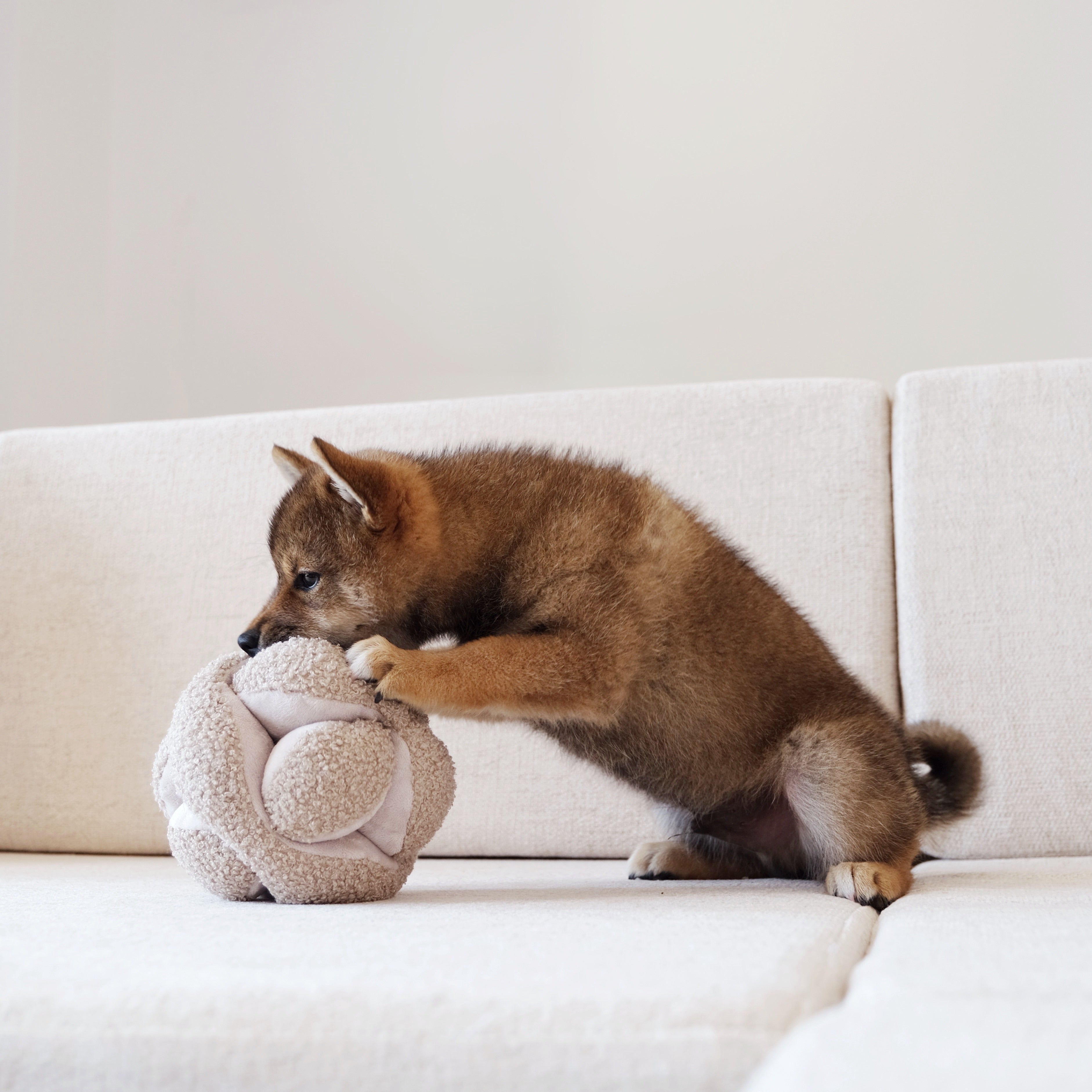 MONTI - Lambwolf Collective